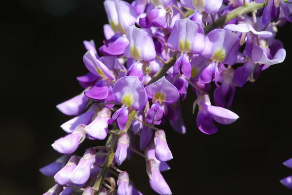 wisteria mor çiçekler
