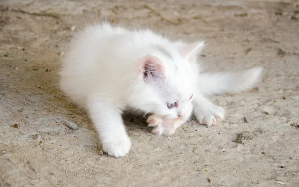 Kočka bílá — Stock fotografie