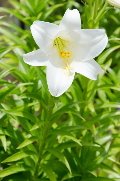 Beautiful bloom of amaryllis flower — Stock Photo, Image