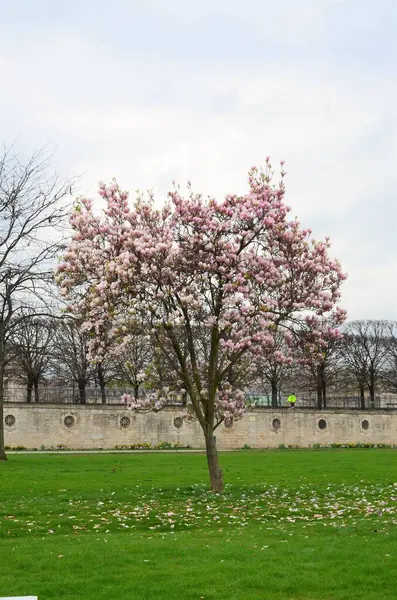 Day View Jardin Des Tuileries Garden Paris France — стоковое фото