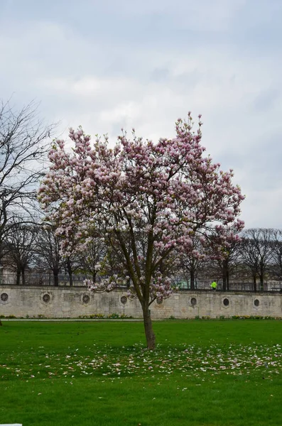 Day View Jardin Des Tuileries Garden Paris France — стоковое фото