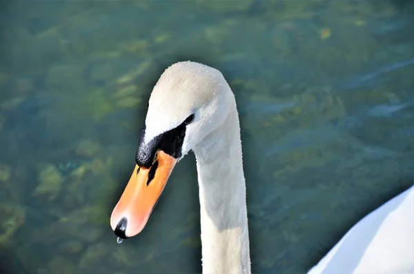 Versailles France White Swans Lake — стокове фото