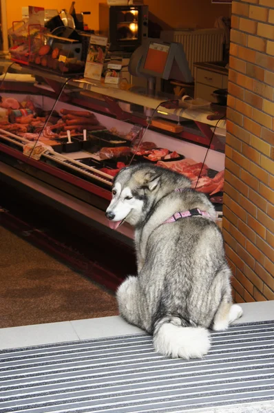 Geduldiger Hund lizenzfreie Stockbilder