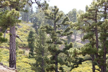 çam ağaçları için arkadan aydınlatmalı siste