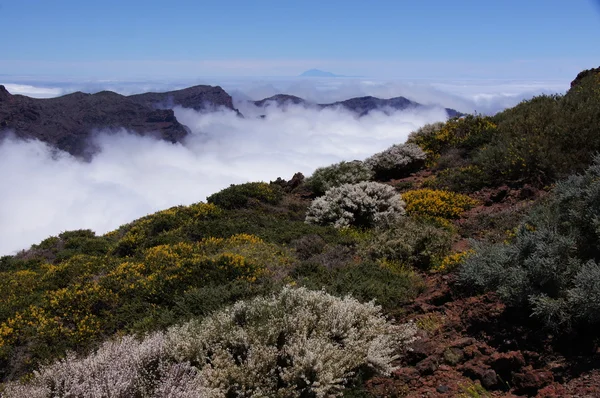 Shrubs and wild flowers, island of Tenerife and summit of the Teide — Stock Photo, Image