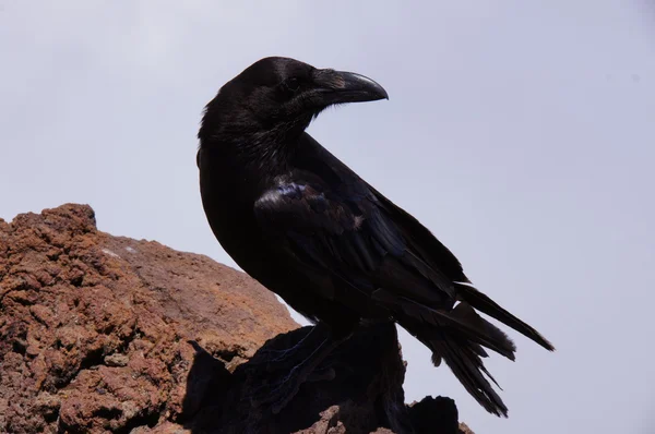 Raven perched on lava rock Stock Image