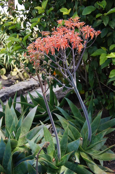 60 08 pita silvestre canaria flores rojas Foto Stock