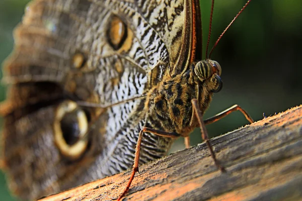 Perto de borboleta, particular dos olhos Imagem De Stock
