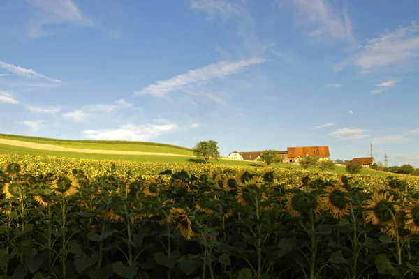 sunflower field with farm on the background