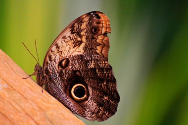 güzel kelebek duran yeşil arka plana sahip ahşap üzerine