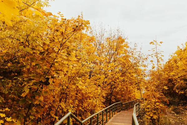 Осенний Лесной Мост Лесах Осеннего Падения — стоковое фото