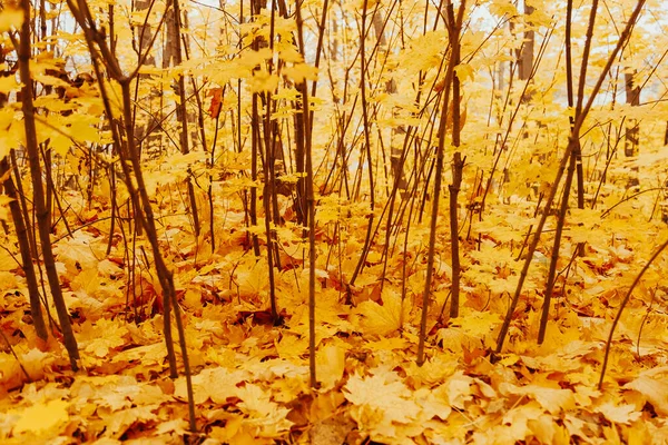 Падшие Желтые Кленовые Листья Осенний Фон Лесное Дерево Осенний Желтый — стоковое фото