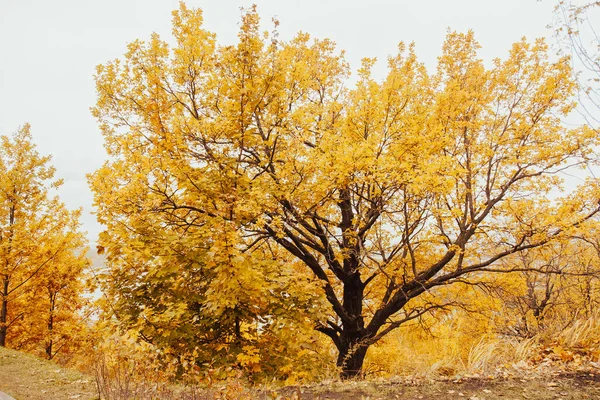 Венцы Осенних Деревьев Солнечном Свете Ветви Осеннего Дерева Осенний Фон — стоковое фото
