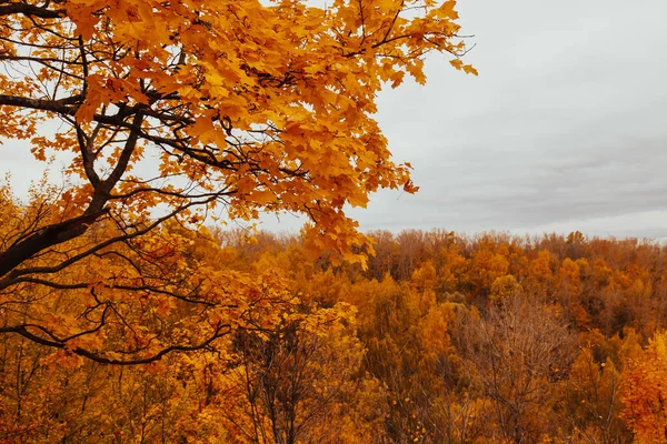 Венцы Осенних Деревьев Солнечном Свете Ветви Осеннего Дерева Осенний Фон — стоковое фото