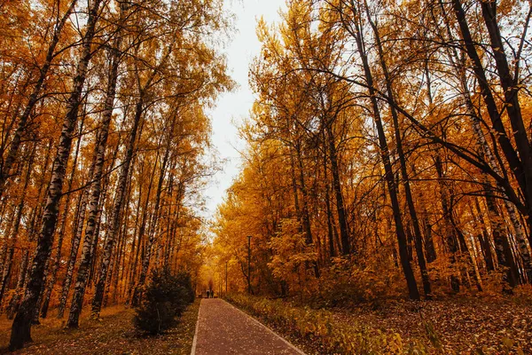 Красивая Романтическая Аллея Парке Красочными Деревьями Осенний Пейзаж Коллекция Красивых — стоковое фото