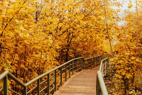 Осенний Пейзаж Природе Осенние Цвета Лесу Осенний Вид Деревянным Мостом — стоковое фото