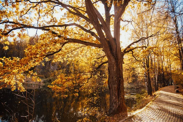 Золотая Осень Городском Парке Яркий Солнечный День — стоковое фото