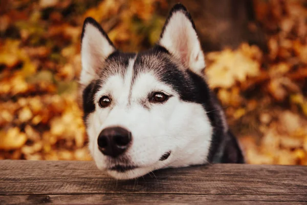 Sonbahar parkında Sibirya kurdu. Parkta gezen mutlu köpek.