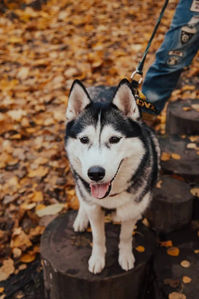 Siberian Husky Autumn Park Happy Dog Walk Park — Stock Photo, Image