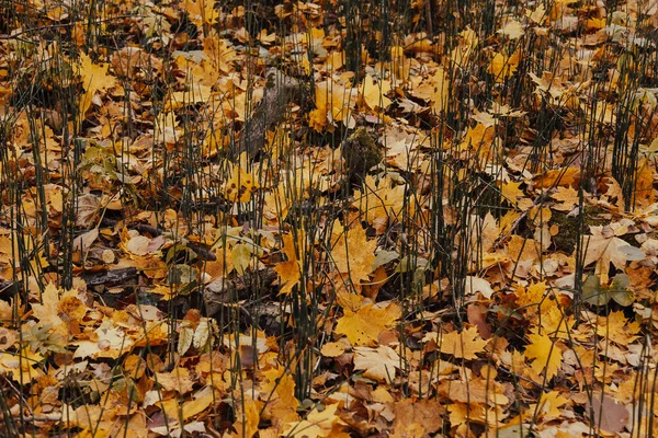 Folhas Bordo Amarelas Caídas Fundo Outono Tapete Folhas Amarelas — Fotografia de Stock