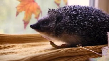 Kirpi, Bilimsel adı, Erinaceus Eurpaeus. Avrupalı bir kirpiye yakın çekim
