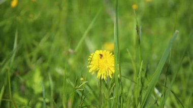 Balarısı çayırdaki yabani çiçeği döller. Küçük arı yeşil yapraklı parlak sarı conflowers etrafında uçar