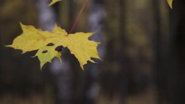 Sonbaharda akçaağaç yaprağı hastalığı