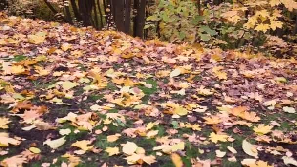 公園内の枯れた草の中に落ちた黄色の葉。秋の背景 — ストック動画