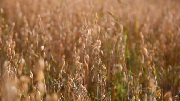 Tumbuh gandum di lapangan. Bidang ini diterangi oleh musim panas yang kuat — Stok Video
