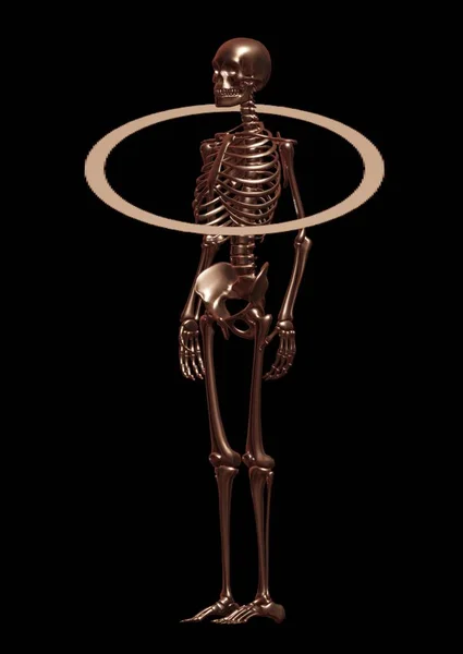 Image Human Skeleton Bones Bone — 스톡 사진