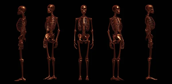 Illustration Human Skeleton Art Stockfoto