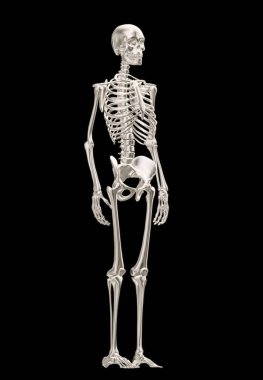 3d render of a male skeleton on black background