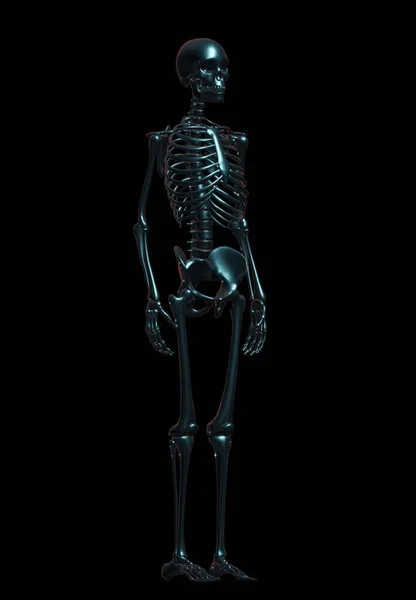 Render Male Skeleton Bones —  Fotos de Stock