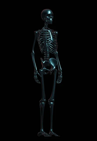 3d render of a male skeleton with bones