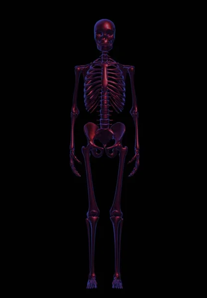 Render Human Skeleton Black Background — Stockfoto