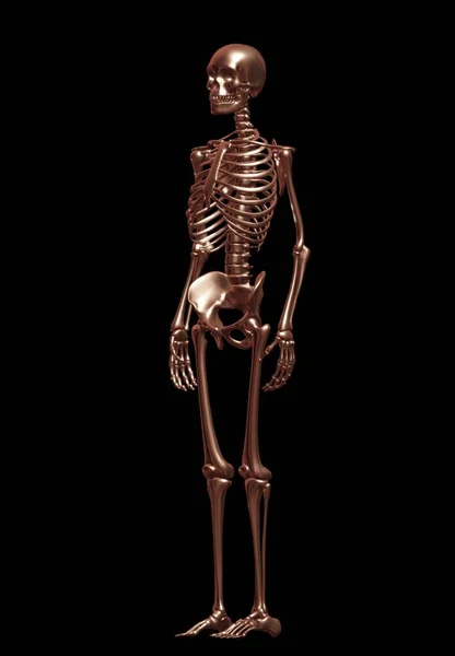 Чоловіча Анатомія Людського Скелета Медичною Системою — стокове фото