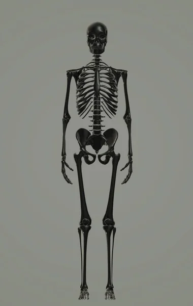 Illustration Male Skeleton Bones White Background — Foto de Stock