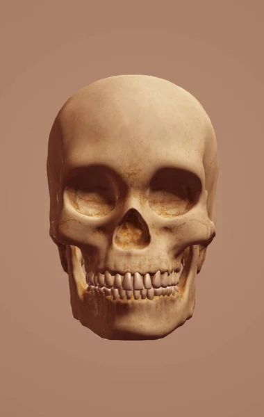 human skull with a bone on a white background. the concept of the halloween, the face, the