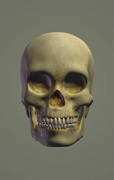 Череп Хэллоуин Человеческая Голова Смерть — стоковое фото