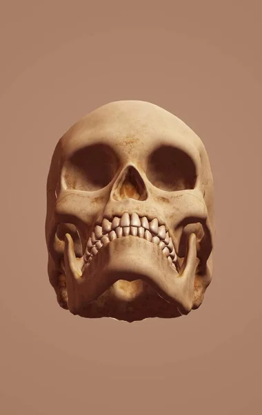 Skull Dead White Background Form Human Face Isolated Gray — Zdjęcie stockowe