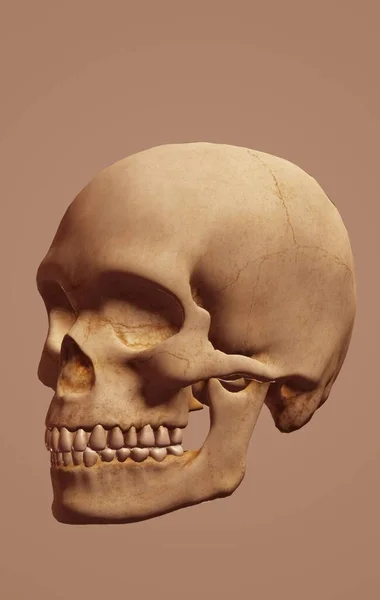 Human Skull White Background — Stock Photo, Image