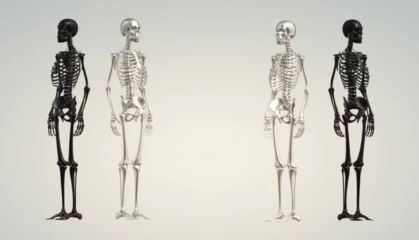 human skeleton, male anatomy, 3d illustration, realistic