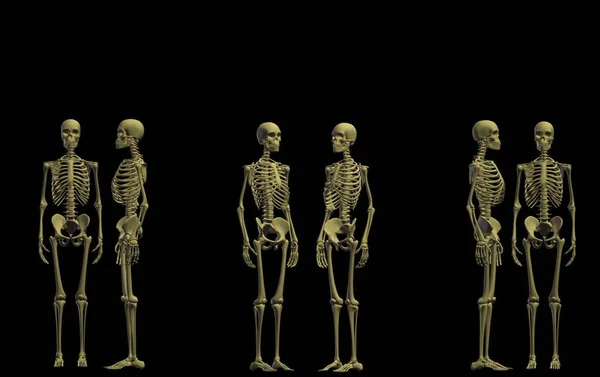 human bones with skeleton isolated on blue background