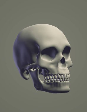 Beyaz arkaplanda iskeleti olan kafatası