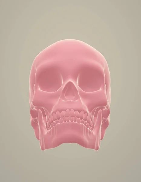 Human Skull Bones Render — Stockfoto
