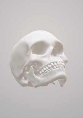 Beyaz arkaplanda iskeleti olan kafatası