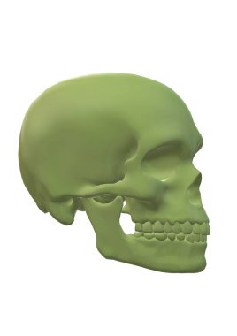 3d render of a human skull isolated on white background