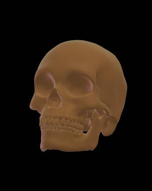 Siyah arka planda kemikleri olan insan kafatası