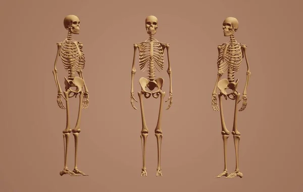 vector illustration of a male skeleton standing on black background