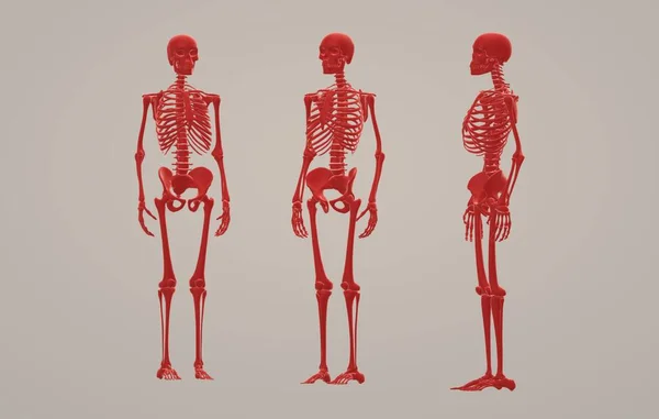 İnsan anatomisi. vektör illüstrasyonu
